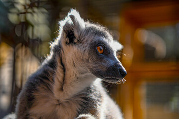 Portrait of a ring tailed lemur with amber eyes