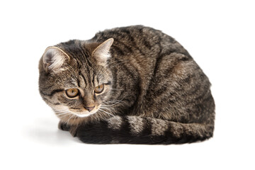Young tabby cat with brown and black striped fur lying down alertly on a clean white background, gazing attentively to the side