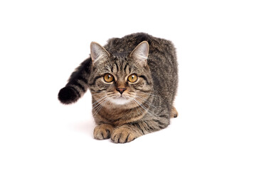 Brown tabby cat with striped fur and golden eyes crouched with front paws extended, looking straight ahead on a clean white background