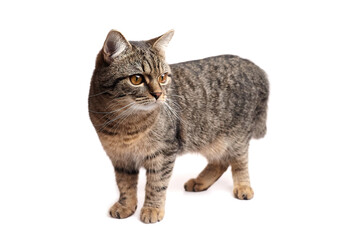 Brown tabby cat with striped fur and amber eyes standing on all fours against a white background, glancing attentively to the left side
