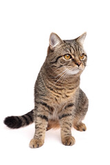 Brown tabby cat with amber eyes and striped fur sitting upright on a white background, looking slightly to the right with a calm, attentive posture