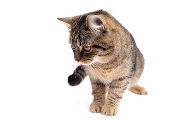 Brown tabby cat with striped fur and amber eyes sitting on white background, looking downward with focused expression and extended front paws