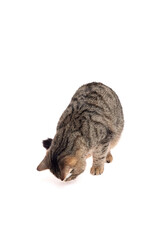 tabby cat with striped fur bending forward and sniffing the ground, standing on white background with focused and investigative posture