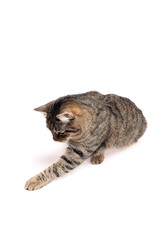 Brown tabby cat with striped fur extending its front paw forward while crouched on a white background, appearing focused and playful