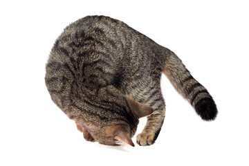 Brown tabby cat curled with head down and paw extended, appearing focused and still on a clean white background