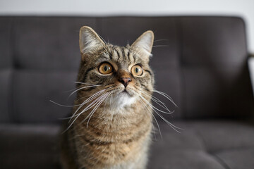Close-up of a tabby cat with wide amber eyes and long whiskers sitting on a dark couch, gazing...