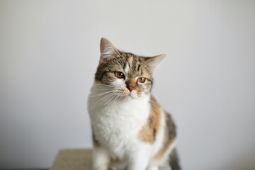 Calico cat with soft fur and golden eyes sits on a cat tree platform, gazing with a sleepy expression against a plain light-colored background