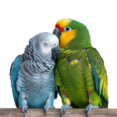 Obraz premium Two parrots cuddling side by side facing slightly toward each other isolated transparent background