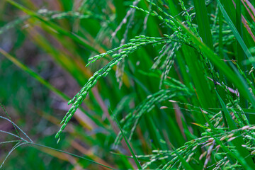 Young rice grains growing on paddy plants (Oryza sativa). Rich in carbohydrates, vitamins, and minerals. Valued for energy, digestion, and traditional medicine.