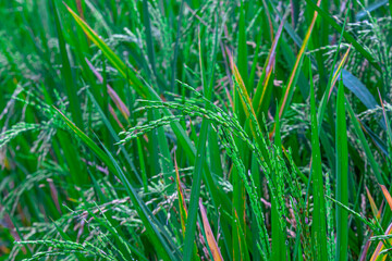Young rice grains growing on paddy plants (Oryza sativa). Rich in carbohydrates, vitamins, and minerals. Valued for energy, digestion, and traditional medicine.