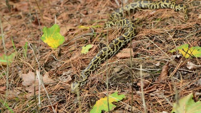 royal python close up with skin texture. snake python on rocks and on ground surface