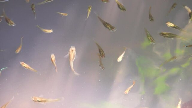 Guppy fish have multiplied en masse in the sedimentation fields of eutrophicated fecal waters where there are many mosquito larvae.