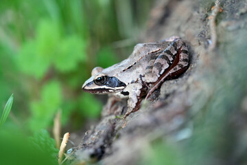 frog on a tree