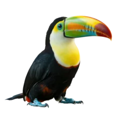 Fotobehang Toekan A toucan sitting calmly with bright yellow and red curved beak and detailed feathers isolated transparent background  © SpiximCreation