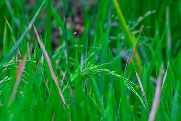 Young rice grains growing on paddy plants (Oryza sativa). Rich in carbohydrates, vitamins, and minerals. Valued for energy, digestion, and traditional medicine.