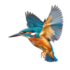 Obraz premium Hyper-detailed kingfisher in vivid feathers captured midair in dynamic diving pose isolated transparent background