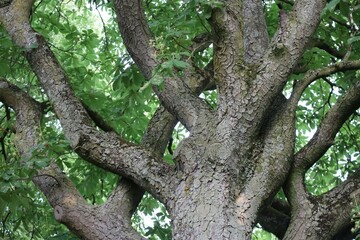 Chestnut bark