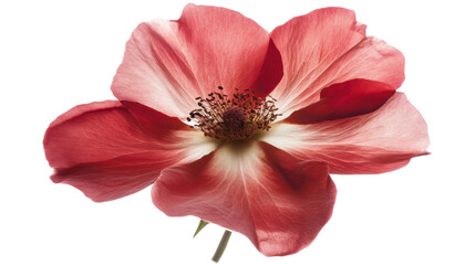 Naklejka premium Single red rose in full bloom with velvety petals romantic flower symbol of love isolated on white background
