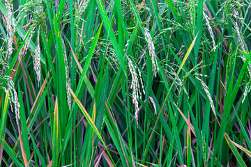 Young rice grains growing on paddy plants (Oryza sativa). Rich in carbohydrates, vitamins, and minerals. Valued for energy, digestion, and traditional medicine.