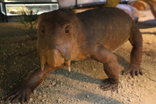 reconstruction of the mammal-like reptile Lystrosaurus from the late Permian and early Triassic