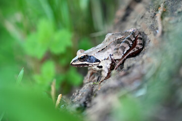 frog on the ground