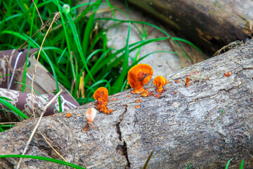 Red wood mushroom (Pycnoporus cinnabarinus) growing on decaying wood. Contains cinnabarin; known...