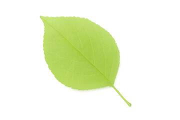 Single, isolated, bright green leaf with visible veins on transparent background, ideal for nature-themed designs
