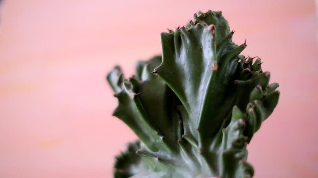 ピンク色が背景の肉付きのいい多肉植物_24p