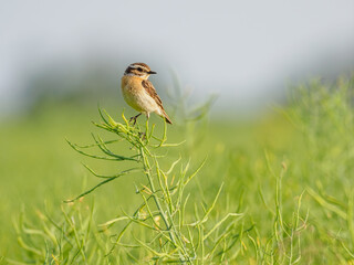 The whinchat (Saxicola rubetra)  on rape field