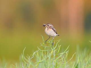 The whinchat (Saxicola rubetra)  on rape field