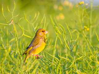 Male greenfinch (Chloris chloris) on rape field