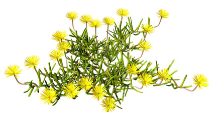3D Rendering Mesembryanthemum Plants on White