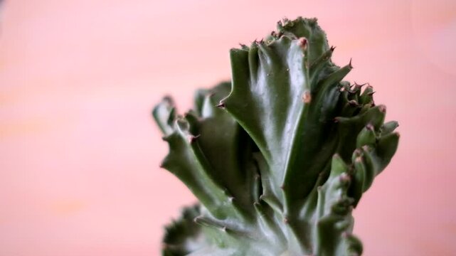 ピンク色が背景の肉付きのいい多肉植物_30p
