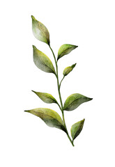 Delicate green leaf branch showcasing nature's beauty in a minimalist botanical illustration