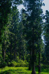 Obraz premium Refreshing forest stream flowing through rocks and lush spring greenery, perfect for nature and springtime background use.