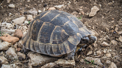 A turtle in the Taurus Mountains in Turkey