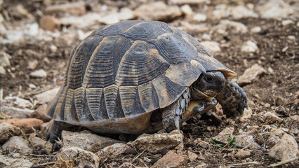 A turtle in the Taurus Mountains in Turkey