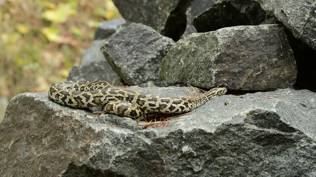 royal python close up with skin texture. snake python on rocks and on ground surface