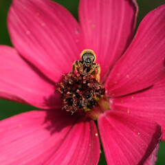 Front view of one beautiful bee foraging a flower of bright purple color.