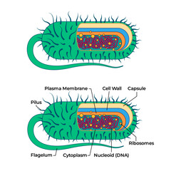 Bacterial cell anatomy capsule with ribosome and flagella bacteria structure