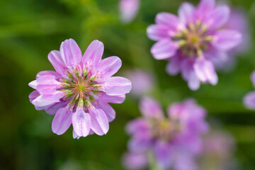 Cieciorka pstra na łące, tło kwiatowe. 
