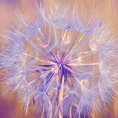 Dmuchawiec w ciepłym świetle w odcieniach fioletu, tło dekoracja. © Elżbieta Kaps