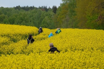 Silhouettes of people walking among rapeseed and beautiful yellow blooming rapeseed field. 
