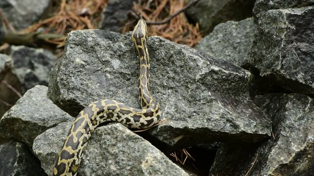 royal python close up with skin texture. snake python on rocks and on ground surface