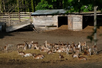 Herd of fallow deer, also known as European fallow deer on farm