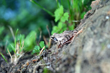 frog on a log