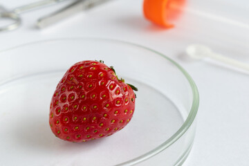 Healthy strawberry used as control in mold experiment, Petri dish laboratory setup for observing stages of fruit spoilage, microbiology and food safety study