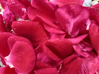 smoky red rose petals close up