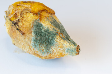 Advanced mold infestation - fuzzy green and blue fungus over dried peel, highly spoiled fruit under...
