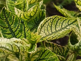 heliopsis leaf pattern and texture close up
